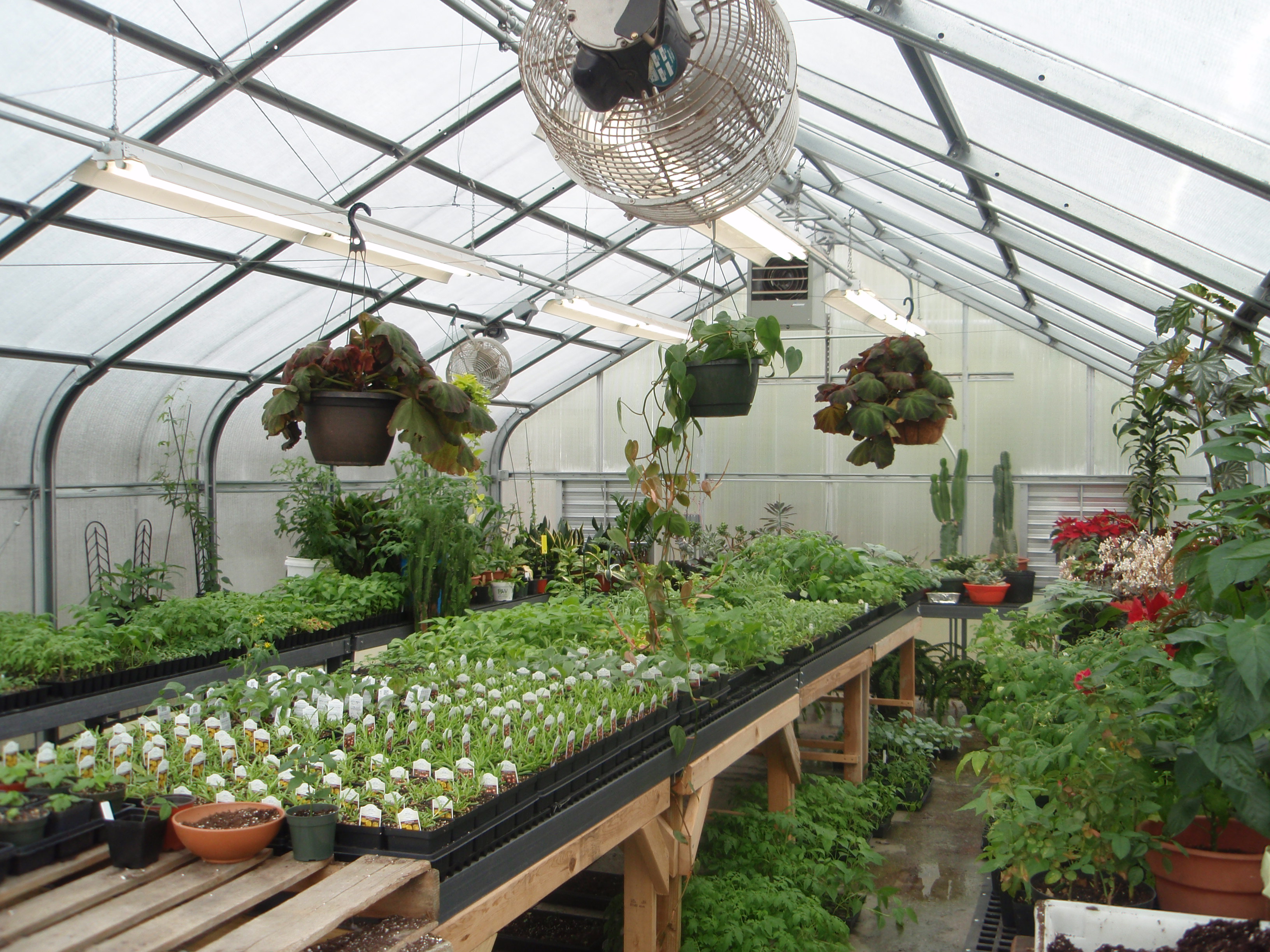 Greenhouse1.jpg